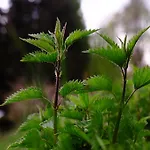 Отель Rifugio Soldanella Ballabio