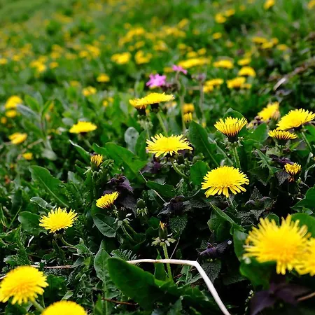 Hotel Rifugio Soldanella