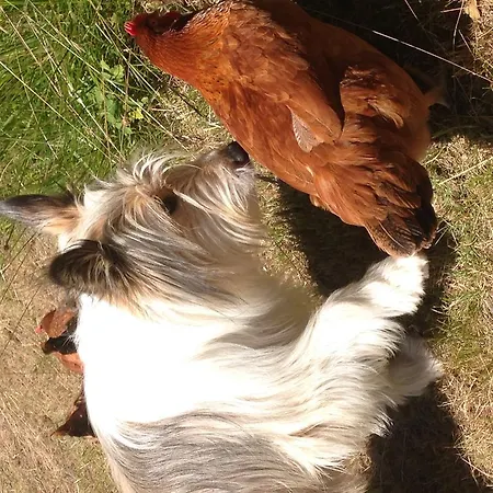 Hotel Rifugio Soldanella Ballabio