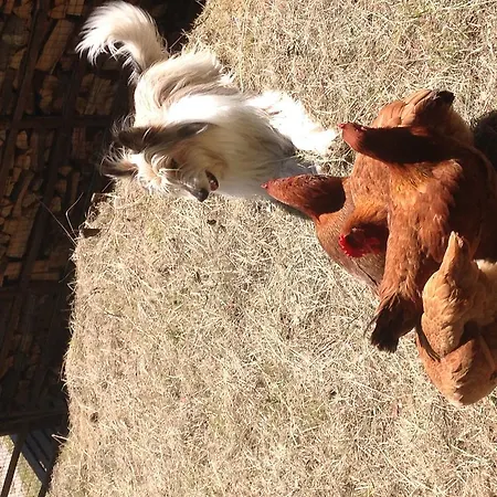 Hotel Rifugio Soldanella 3*