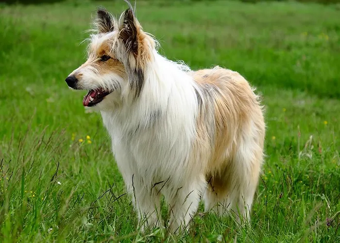 Rifugio Soldanella Ξενοδοχείο Ballabio