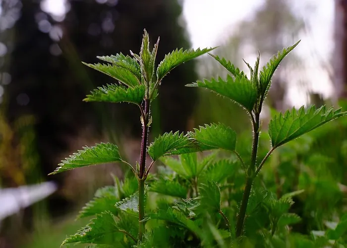 Ξενοδοχείο Rifugio Soldanella Ballabio