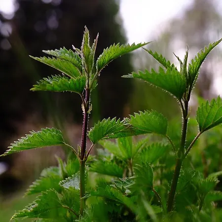 Hotel Rifugio Soldanella Ballabio