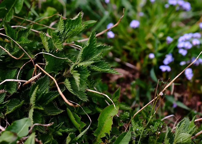 Rifugio Soldanella 3* Ballabio