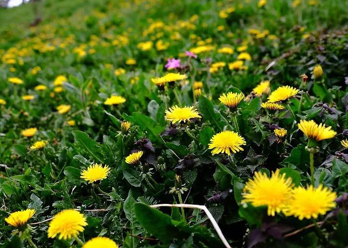 Hotel Rifugio Soldanella