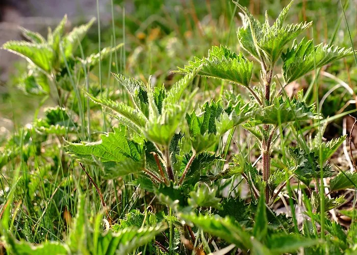 Rifugio Soldanella 3* Ballabio