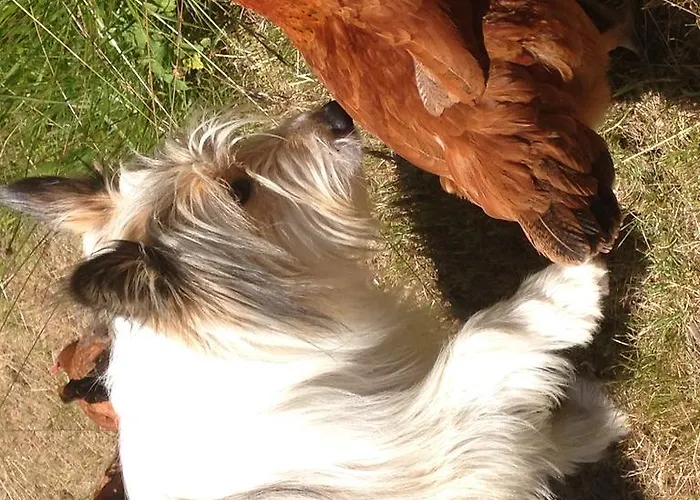 Hotel Rifugio Soldanella Ballabio