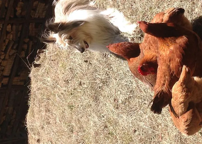 Hotel Rifugio Soldanella 3*