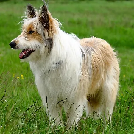 Rifugio Soldanella מלון Ballabio