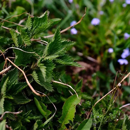 Rifugio Soldanella 3* Ballabio